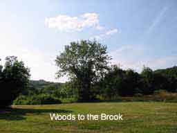 Woods to the Brook
